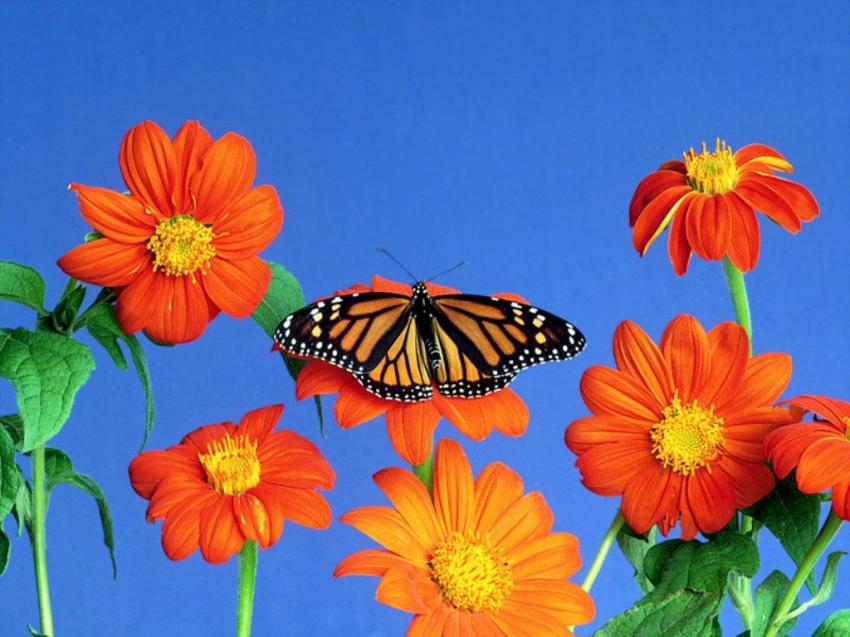Papillon