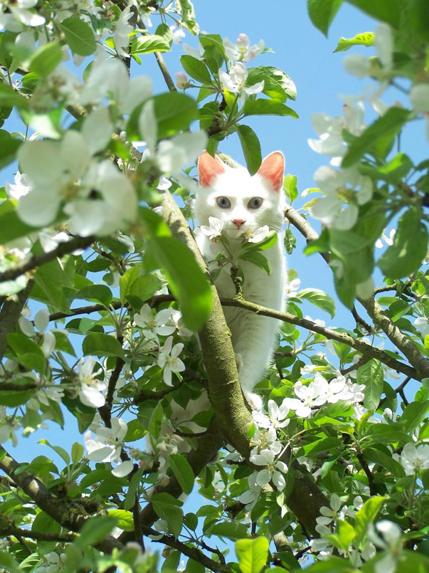 Blanche dans le pommier