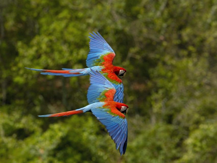 Oiseaux Exotiques