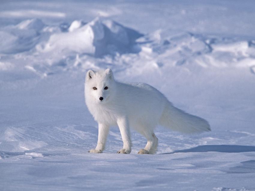 Renard