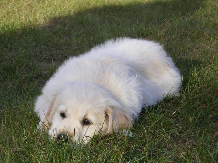 Golden Retriever