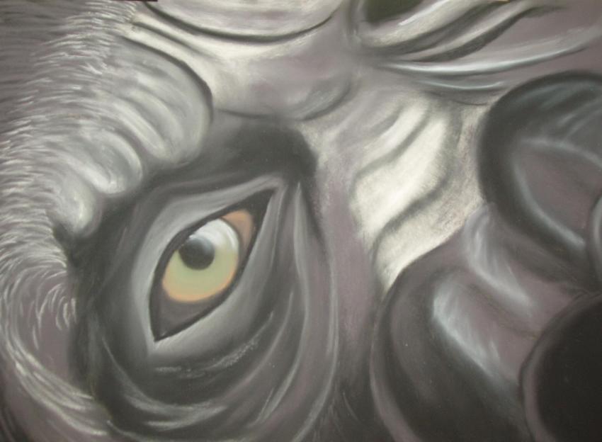 Regard de gorille