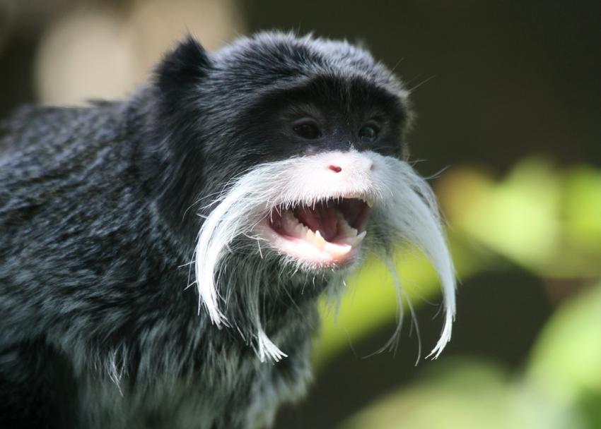 Qu'est-ce qu'elles ont, mes moustaches ?
