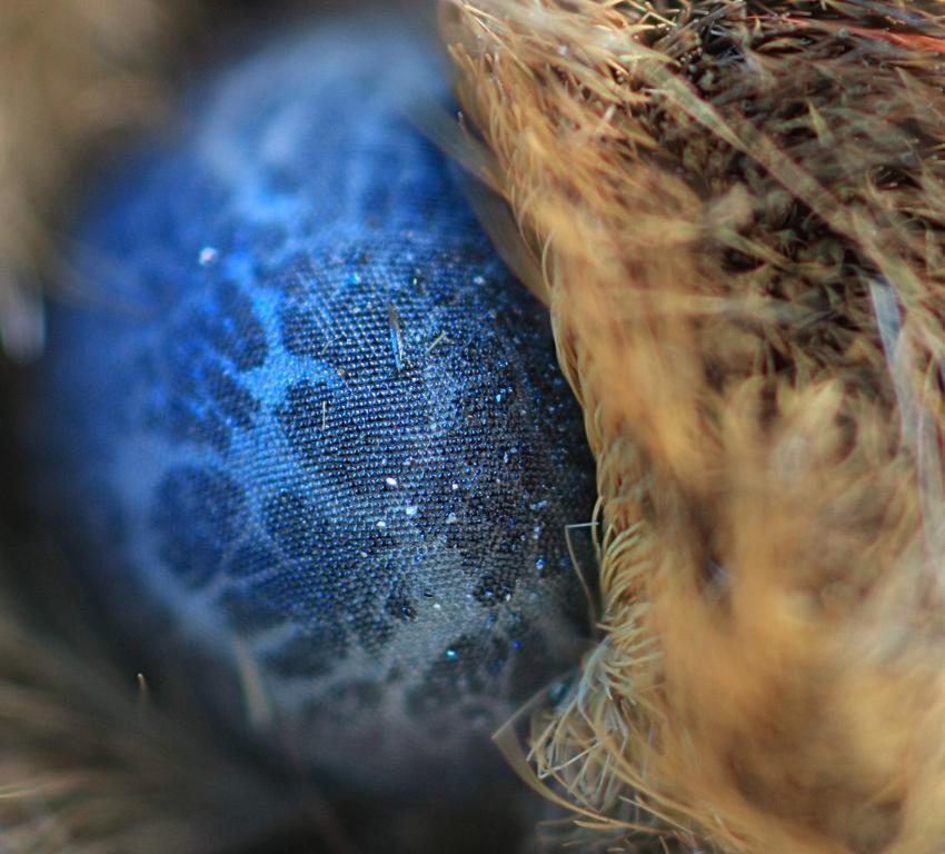 Macro extrme