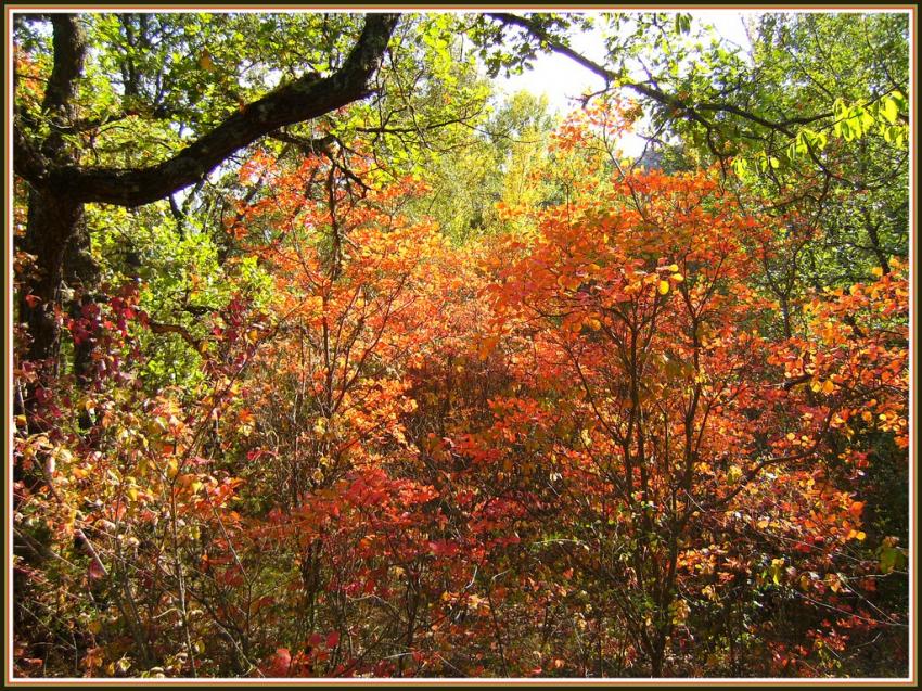 Automne en Provence