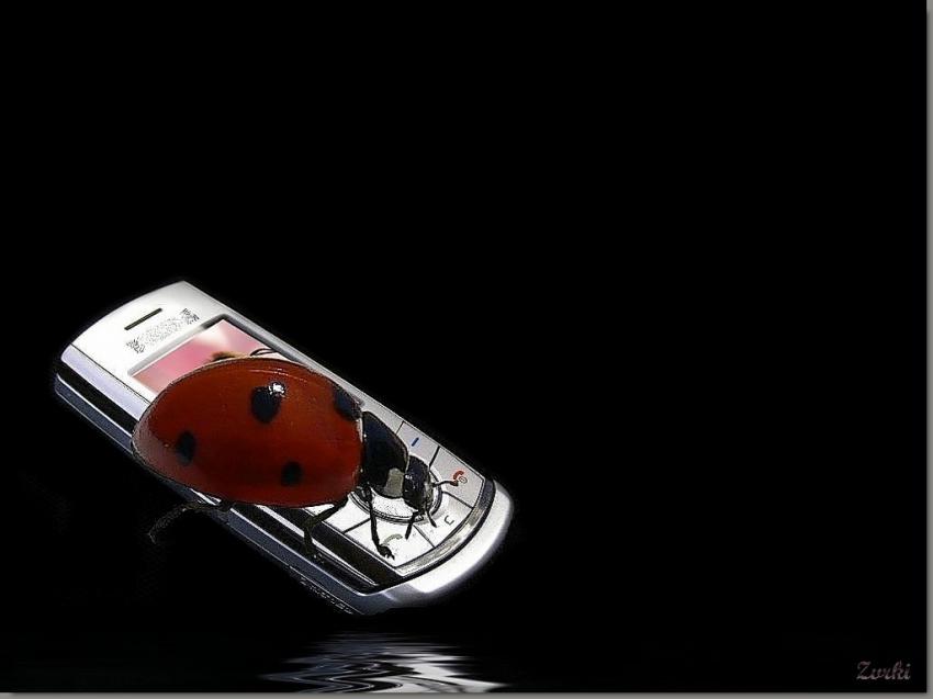Coccinelle 251008