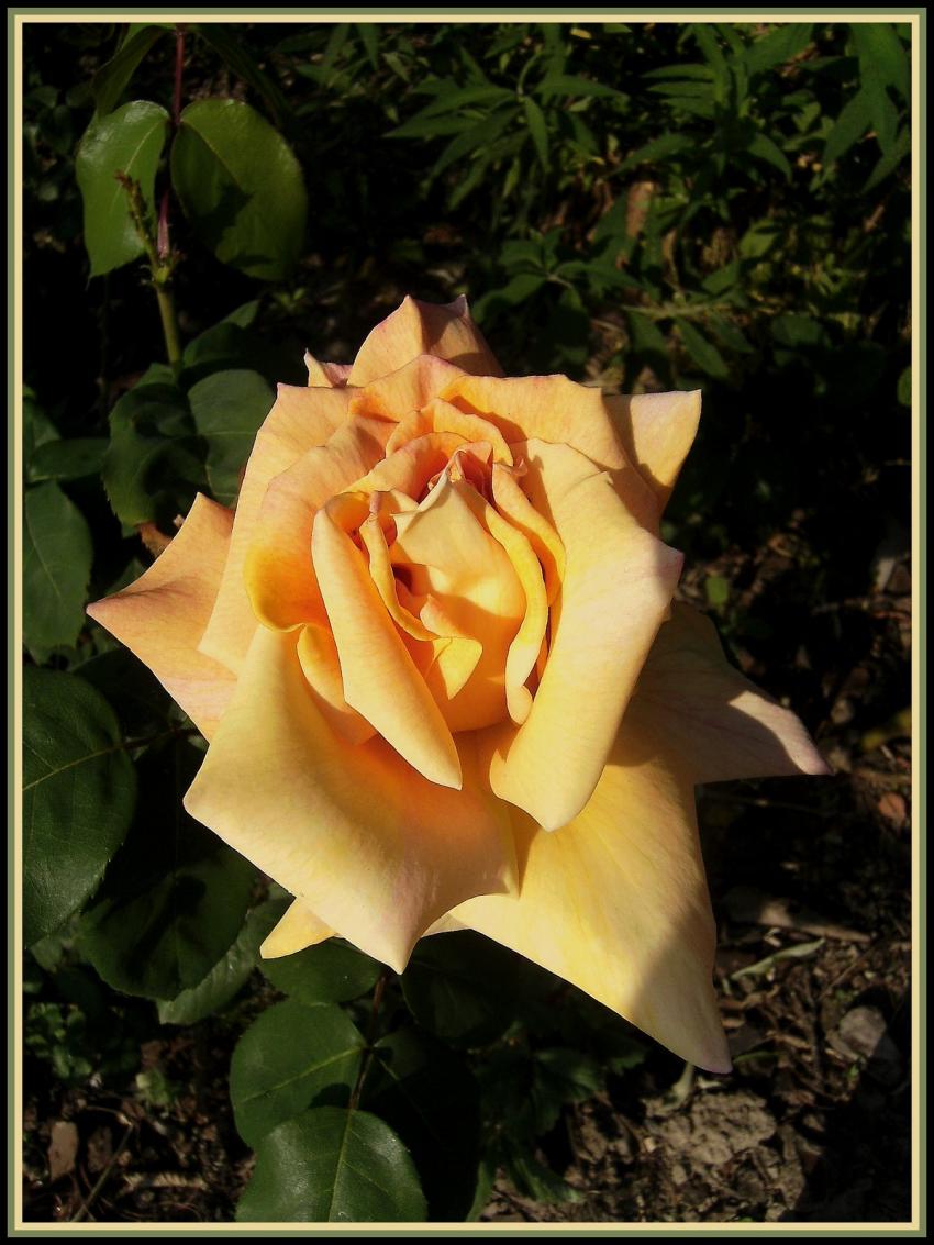 Rose orange