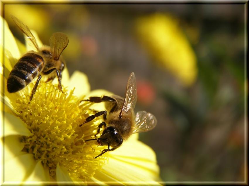 Abeille 21108