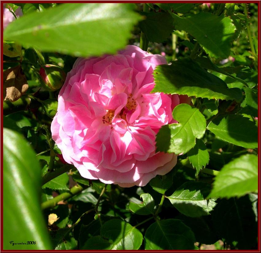 La timide du jardin.