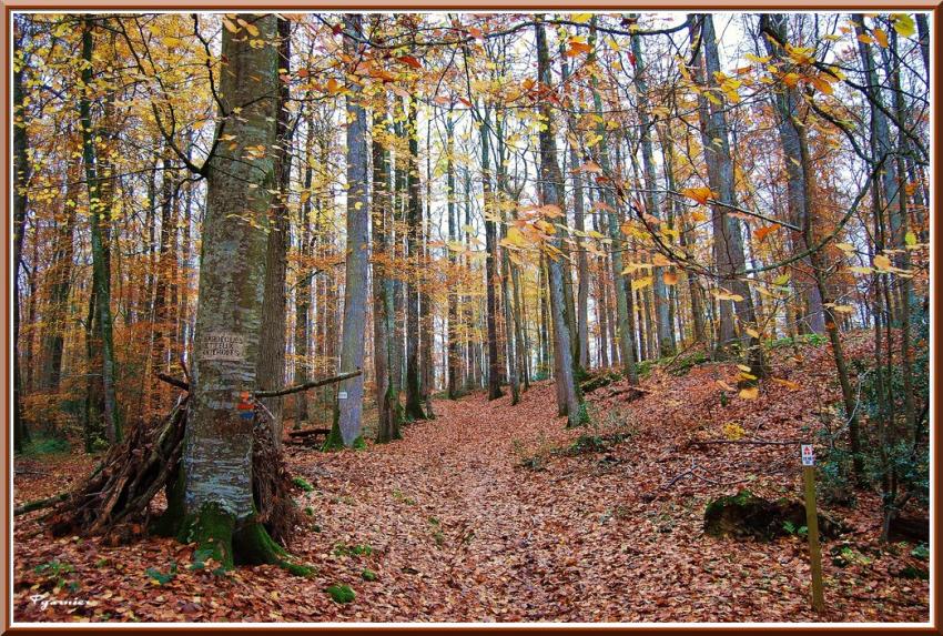 Promenade en sous bois