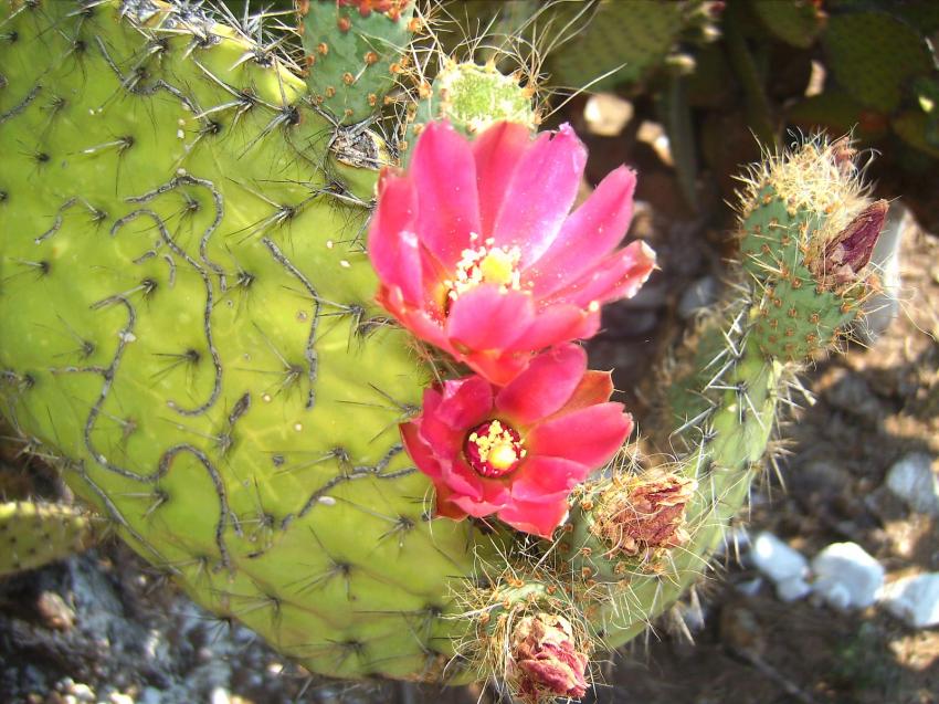 fleurs de cactus