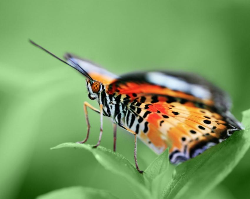 Papillons