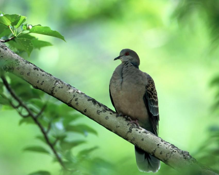 pigeon