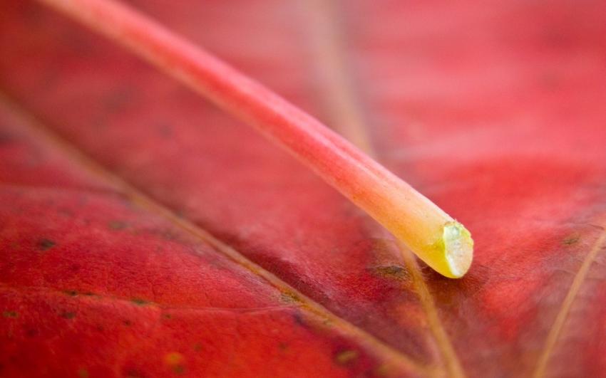 Arbres - feuilles