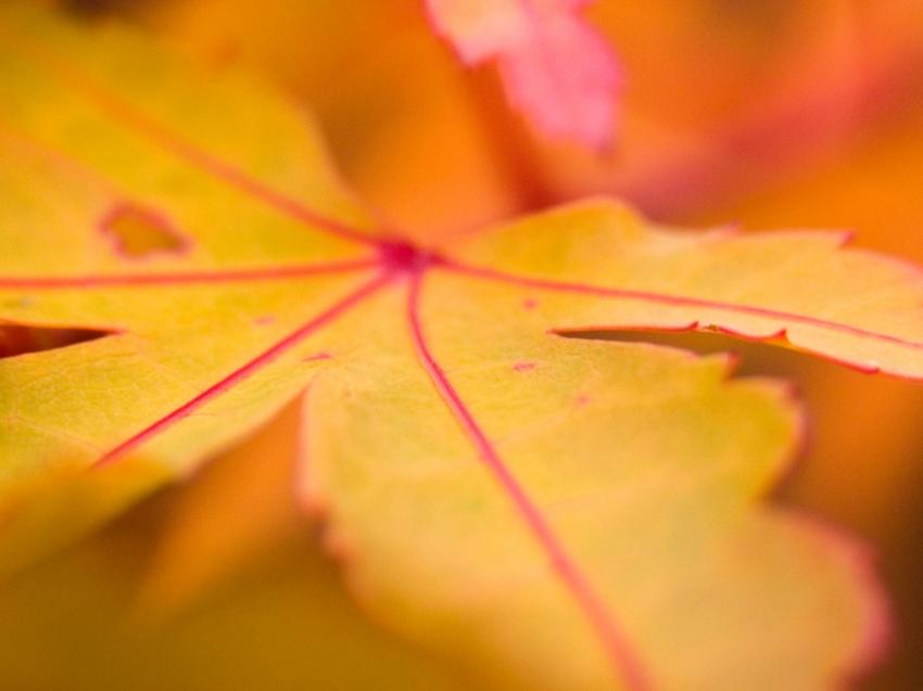 Arbres - feuilles