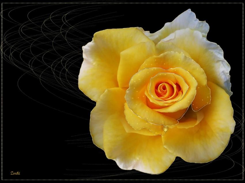 Rose 231208 3