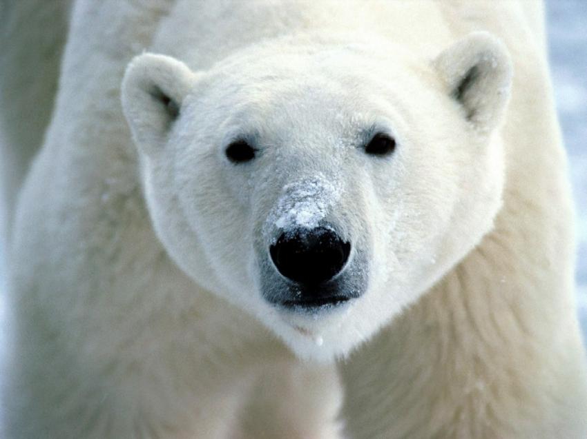ours polaire