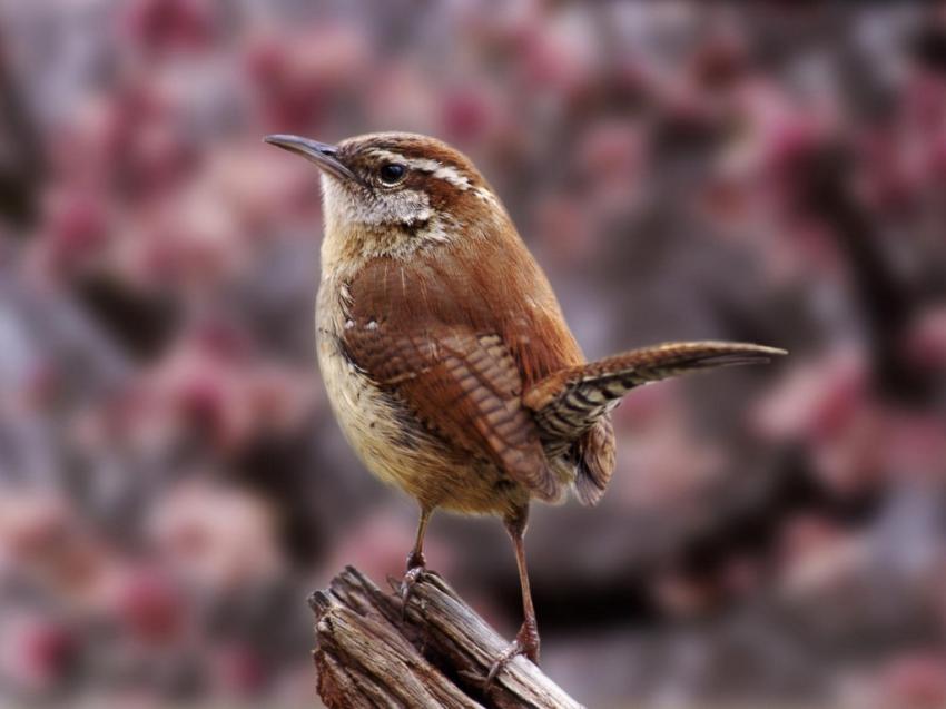 Oiseau