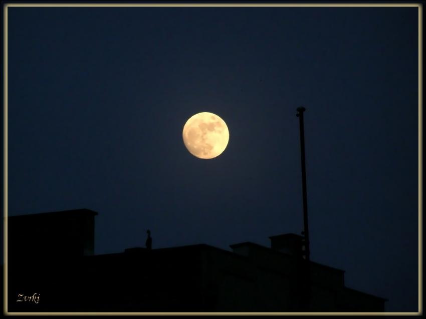 Lune 18508 5