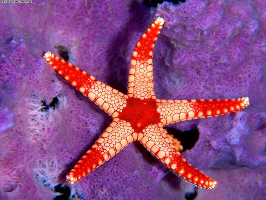 Etoile de mer