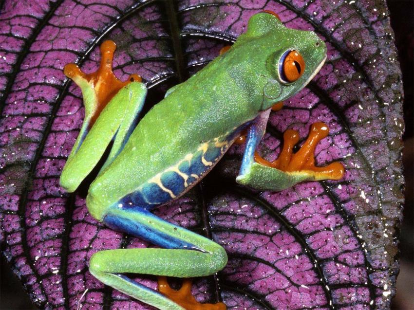 grenouille