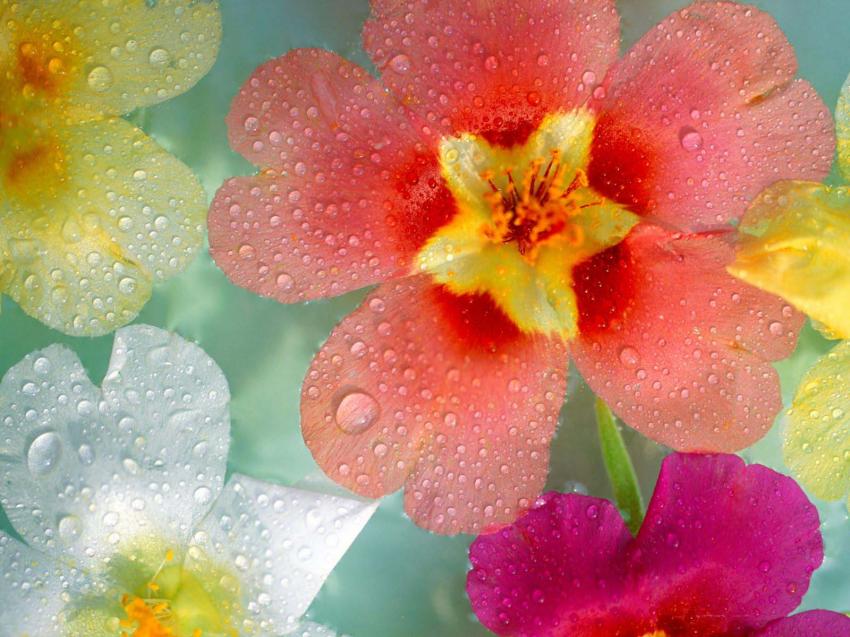 Fleur