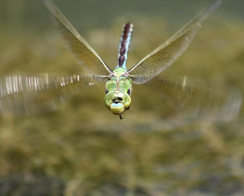 Anax empereur