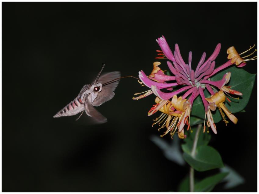 Papillon de nuit