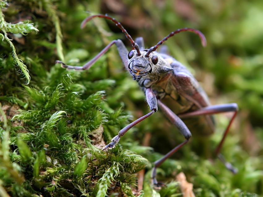 Insecte