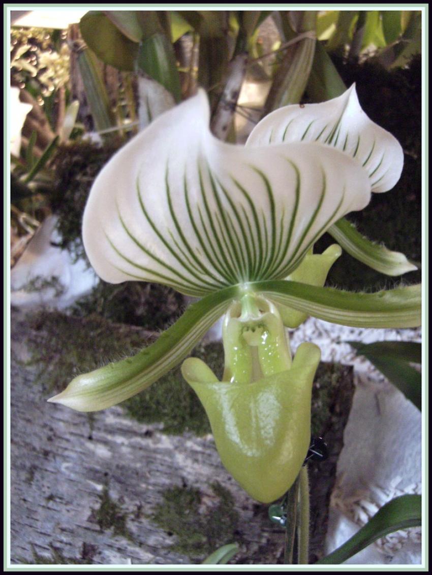 Orchide verte