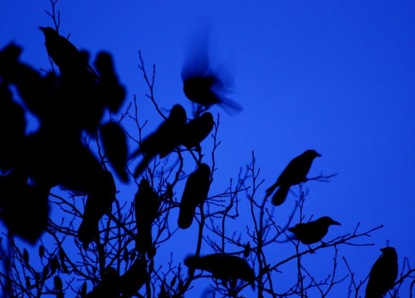 Les corbeaux dans la nuit