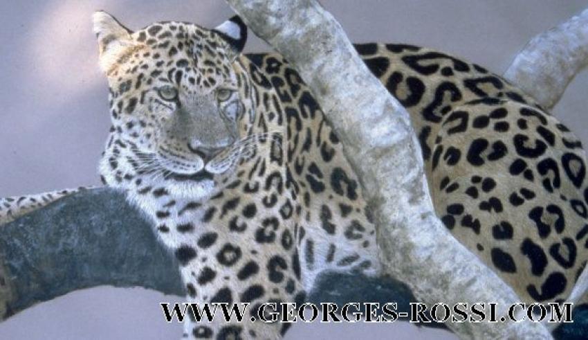 LEOPARD DE CHINE