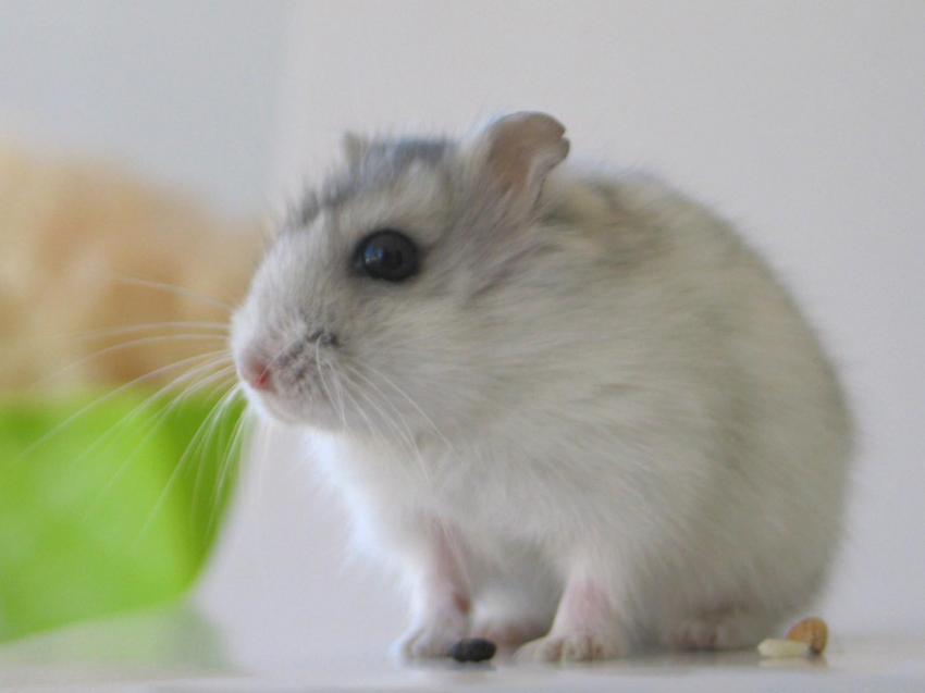 souris