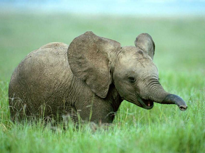 bb lphant