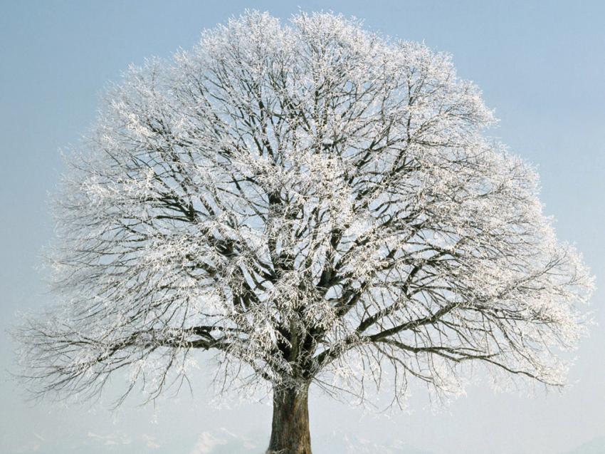  Arbre