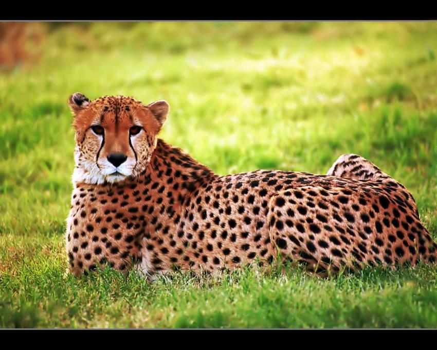 Lopard