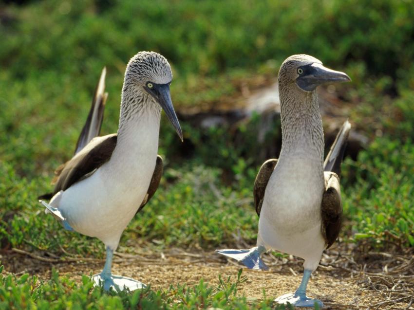 oiseaux de mer