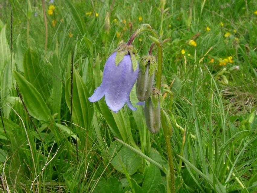 Fleur