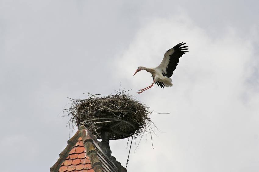 Cigogne
