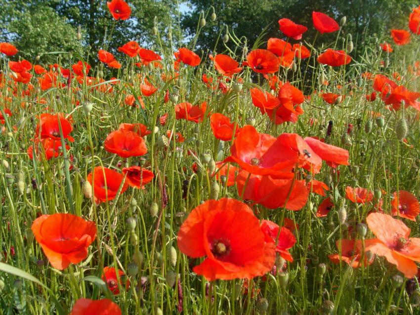 Champ de coquelicots