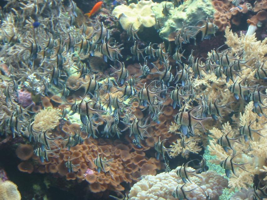 Poissons exotiques