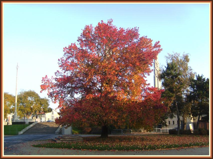 Erable en automne