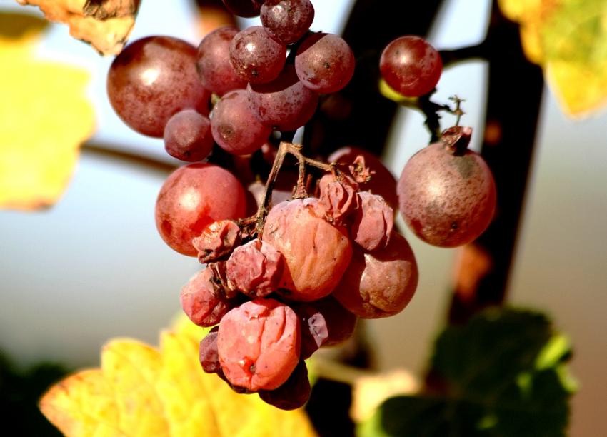 Vignes du Bollenberg