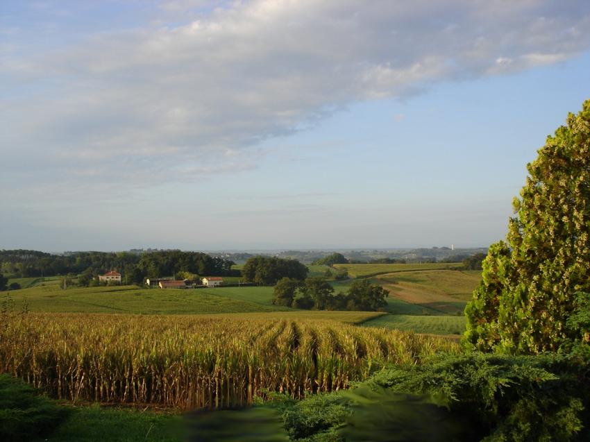 Landes . magnifique campagne