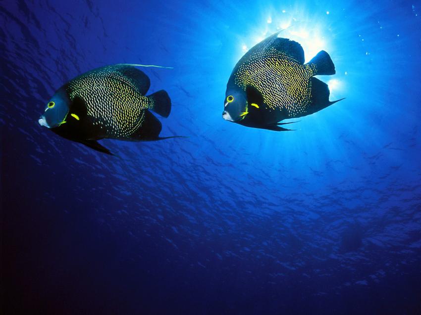 fonds marins