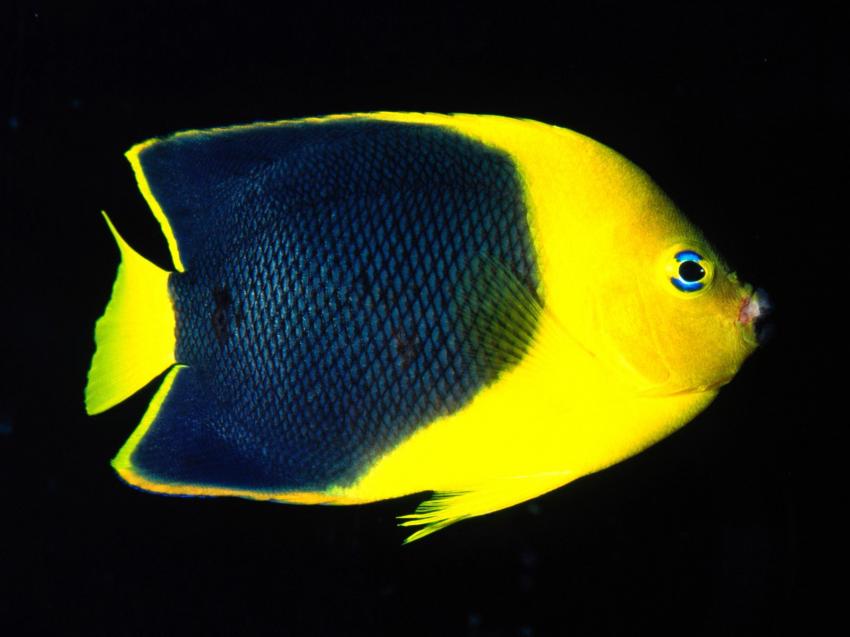 fonds marins