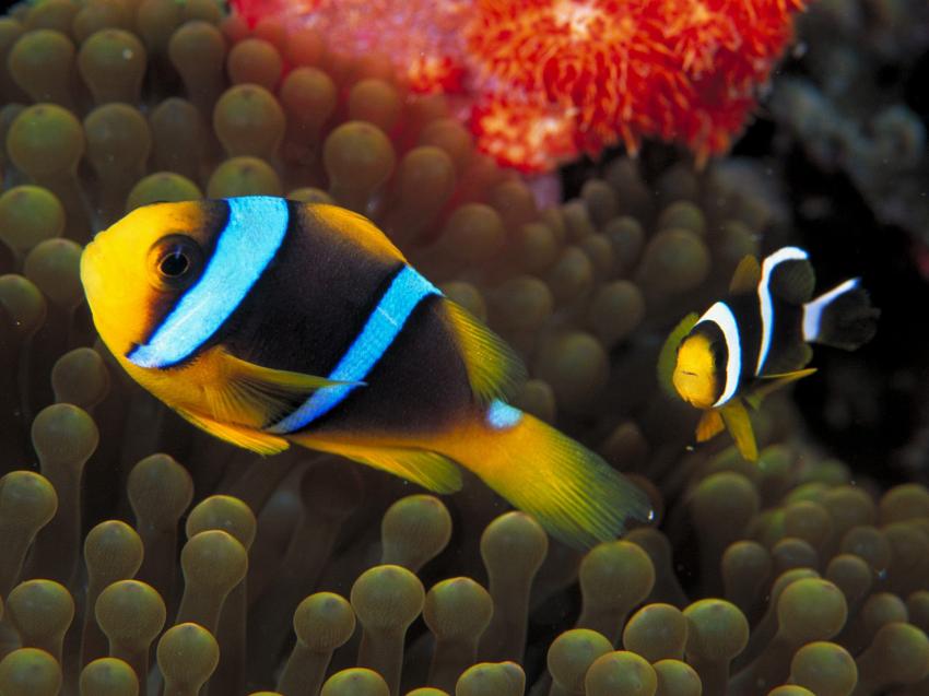 fonds marins