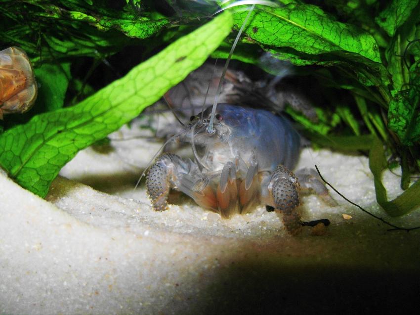 crevisse bleu du Gabon