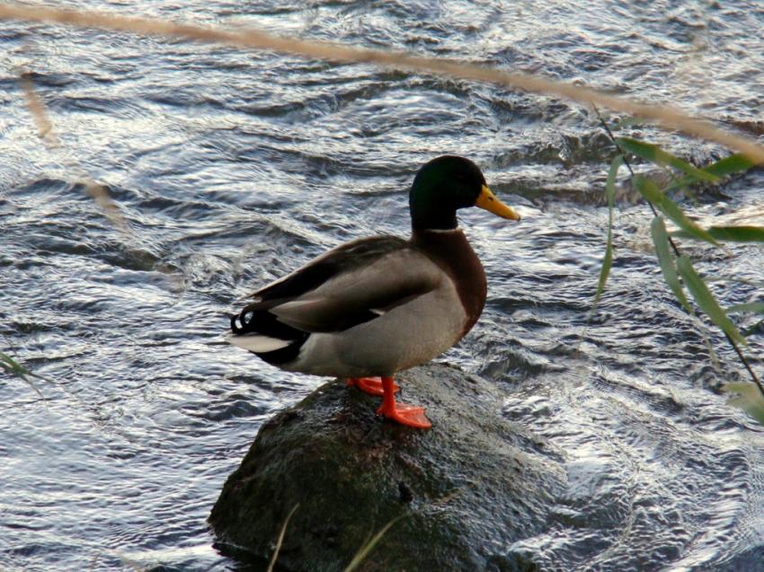 canard roi