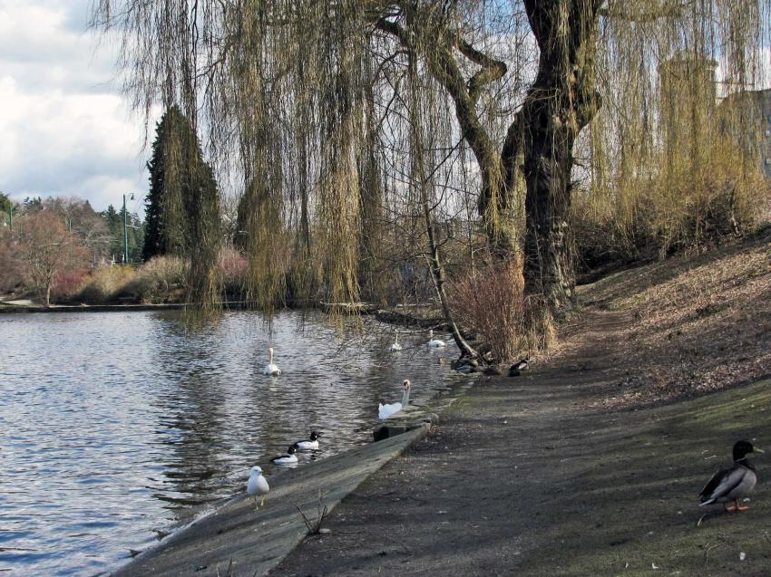 Parc Stanley et son Lost Lagoon, Vancouver -6-